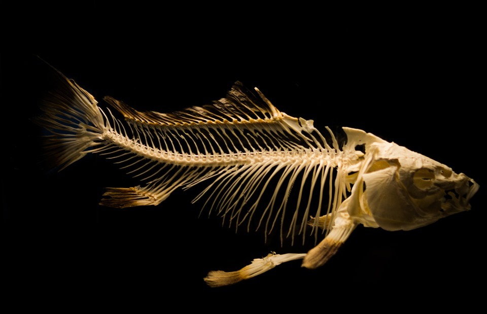 skeleton, fish, ancient