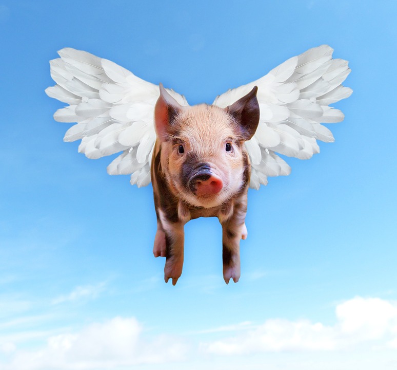 pigs, fly, funny