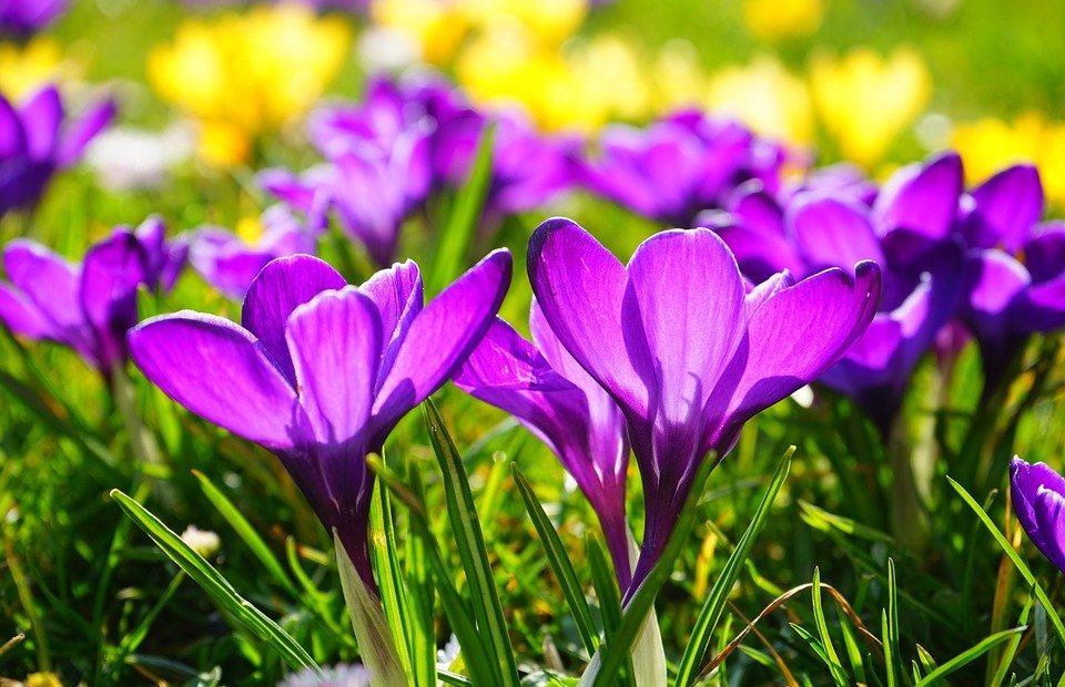 purple, flowers, crocus