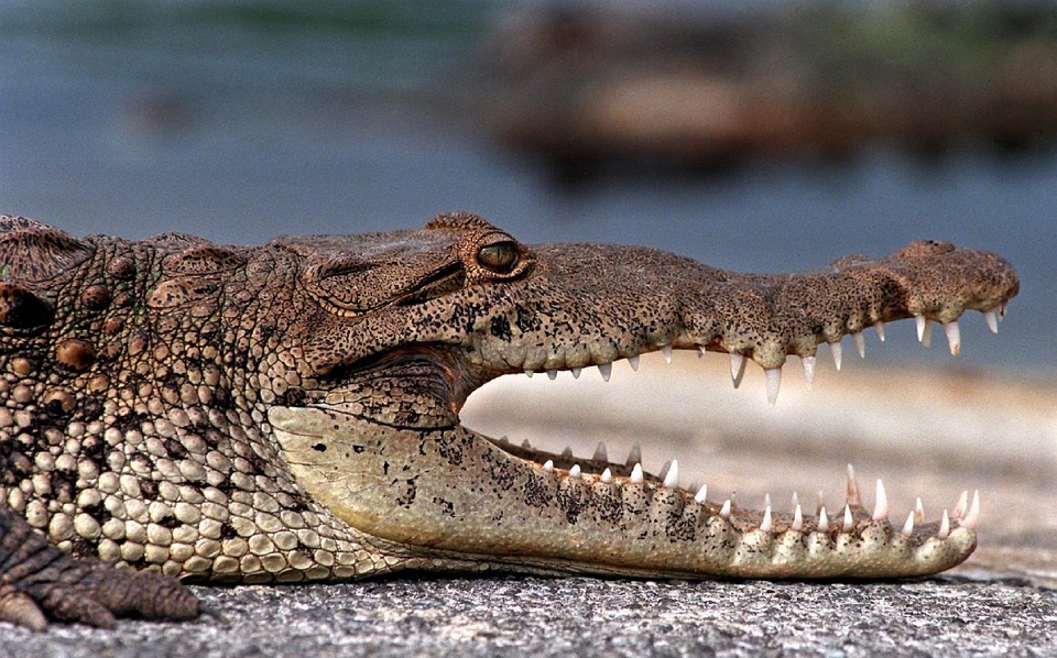 crocodile, profile, reptile