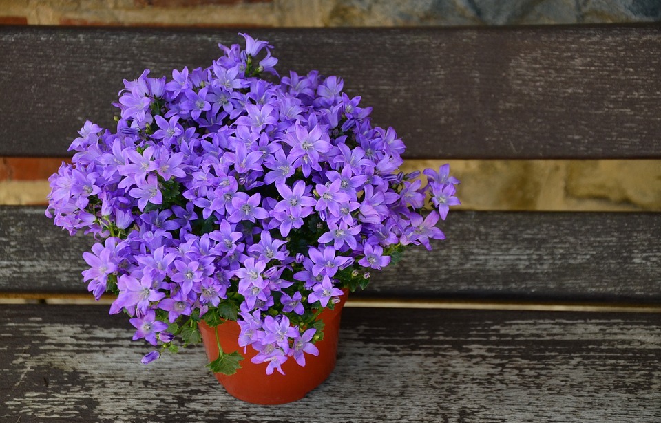 flowerpot, flower purple, mother's day
