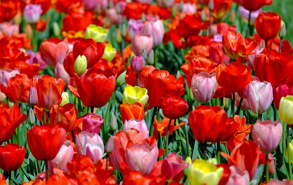 tulips, colorful, flowers