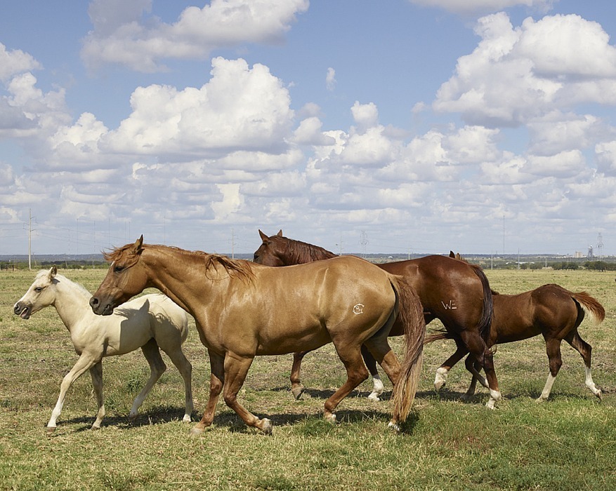horses, mares, colts