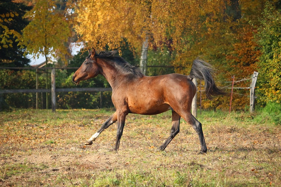 horse, brown, stallion