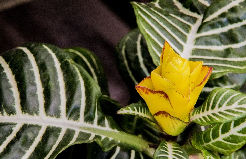 exotic flower, yellow flower, leaf