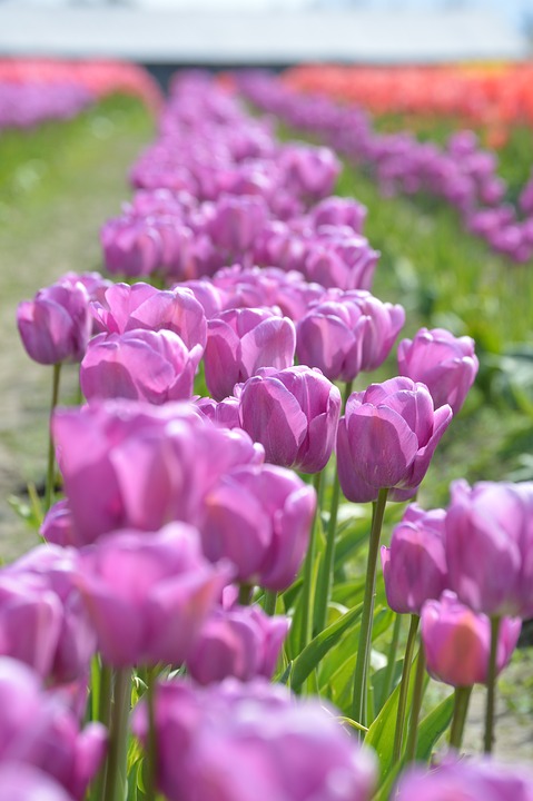 purple, red, tulips