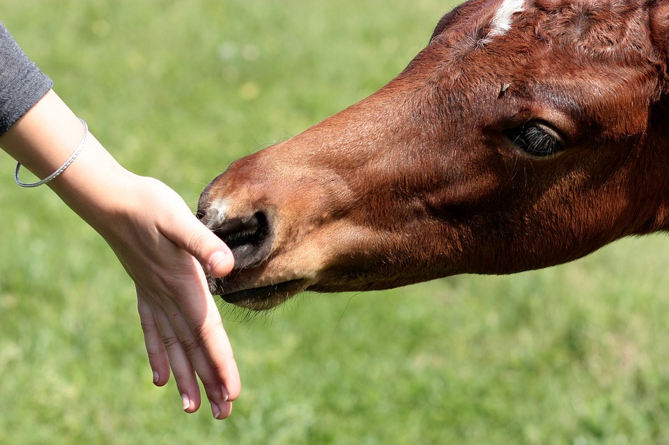 horse, food, hand