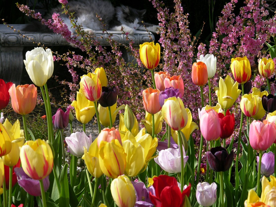 tulips, garden, spring