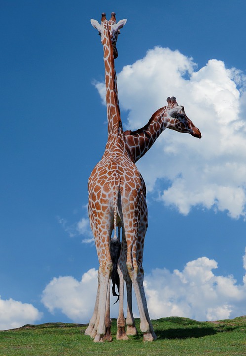 safari, giraffes, heads