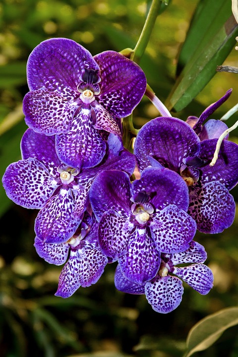 orchid, vanda, exotic