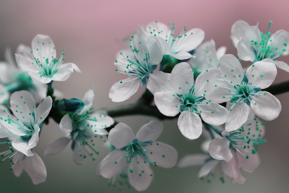 blossom, petals, teal