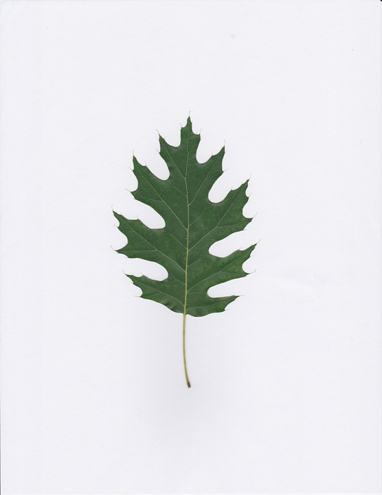 oak, leaf, green