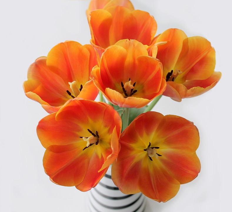 tulips, orange, bouquet
