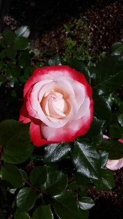 flower, rose, nature