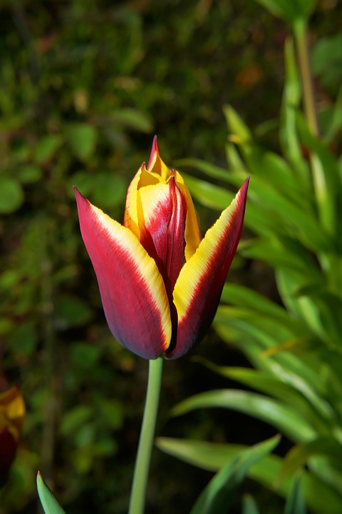 tulip, blossom, bloom