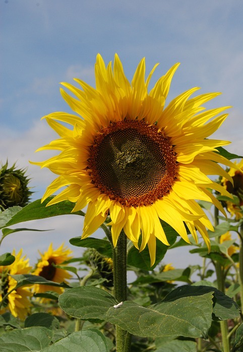 sunflower, flowers, seeds