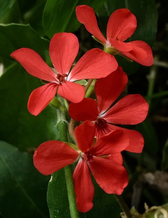 red flower, small flowers, small flower
