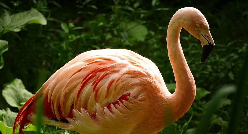 zoo, flamingo, water bird