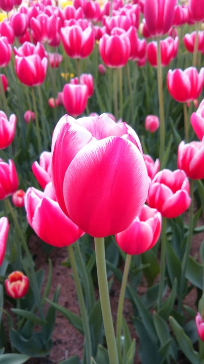 tulip, flowers, nature