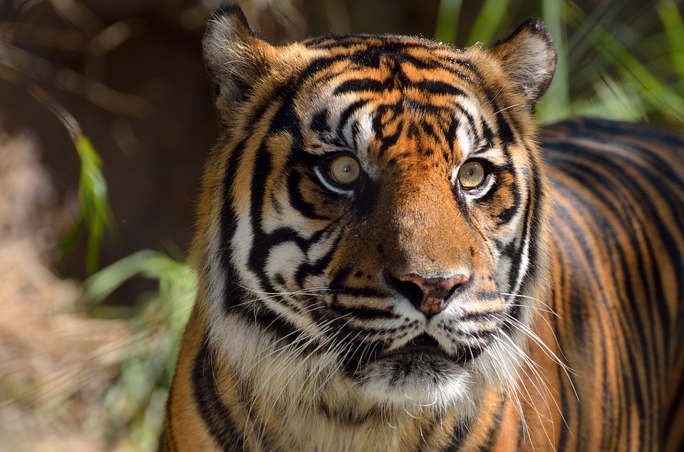 sumatran tiger, wildlife, cat