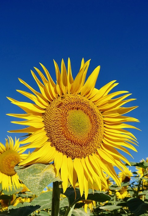 sunflower, petal, yellow
