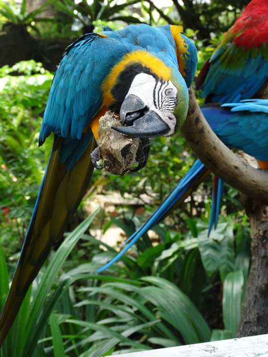 macaw, blue, bird