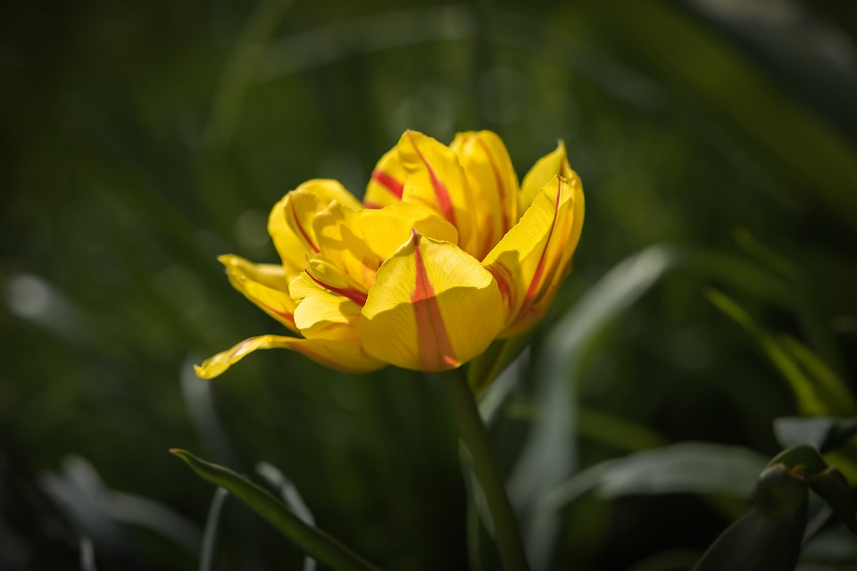 tulip, flower, yellow red