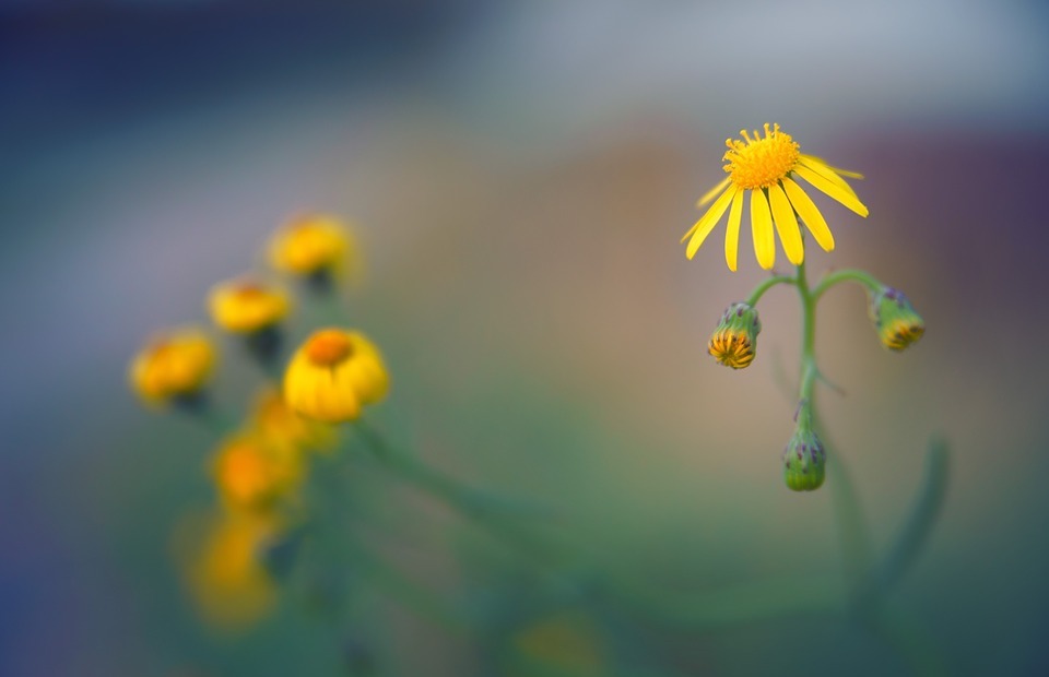 flowers, yellow flowers, small flowers