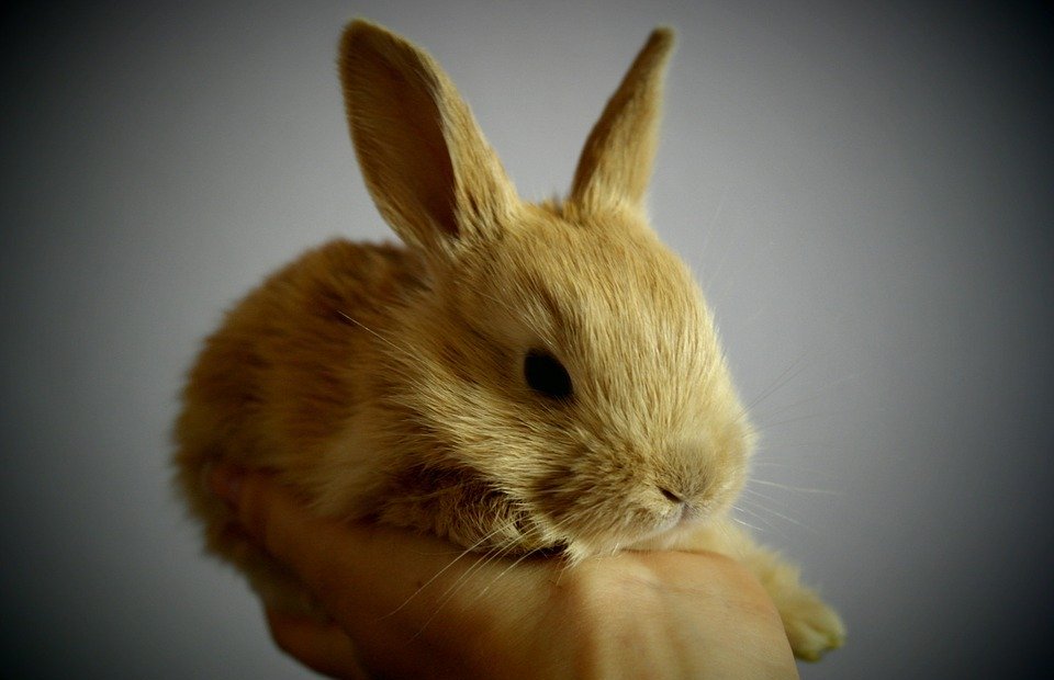 rabbit, small, light brown