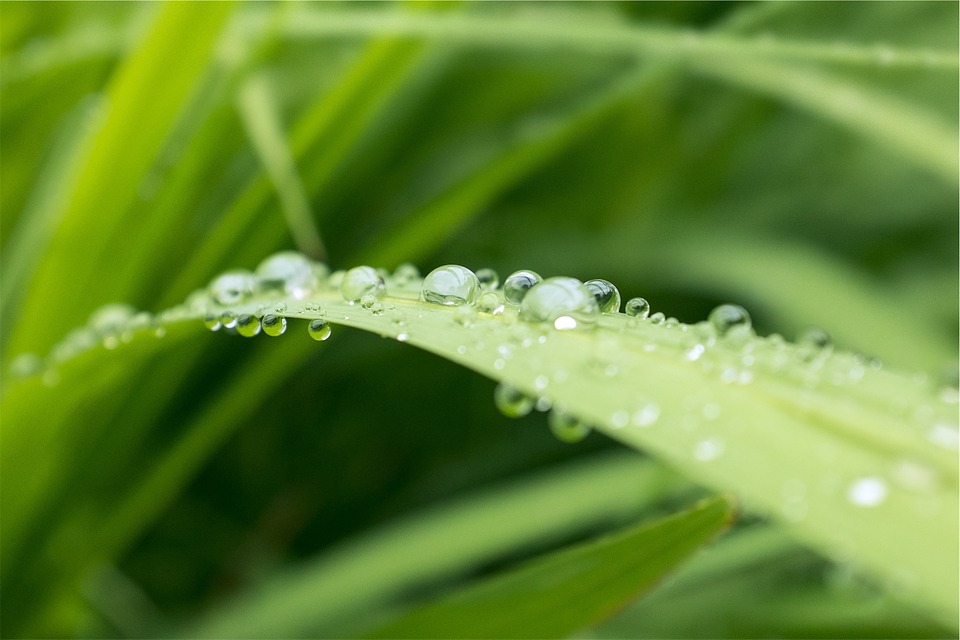 water droplets, plant, green