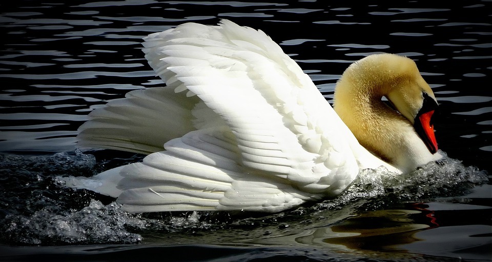 swan, angry, aggressive