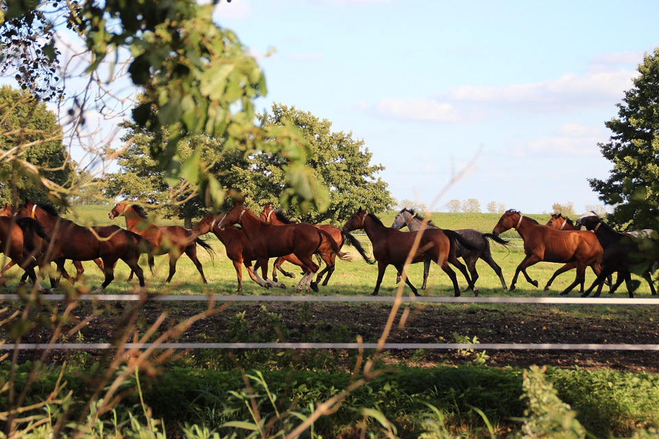 horses, flock, pasture