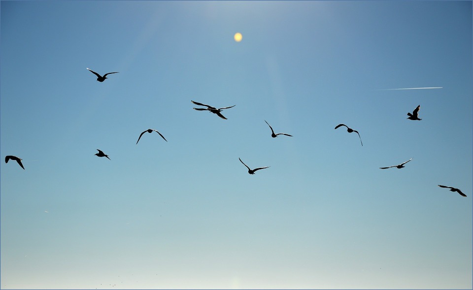 birds, flock, flight