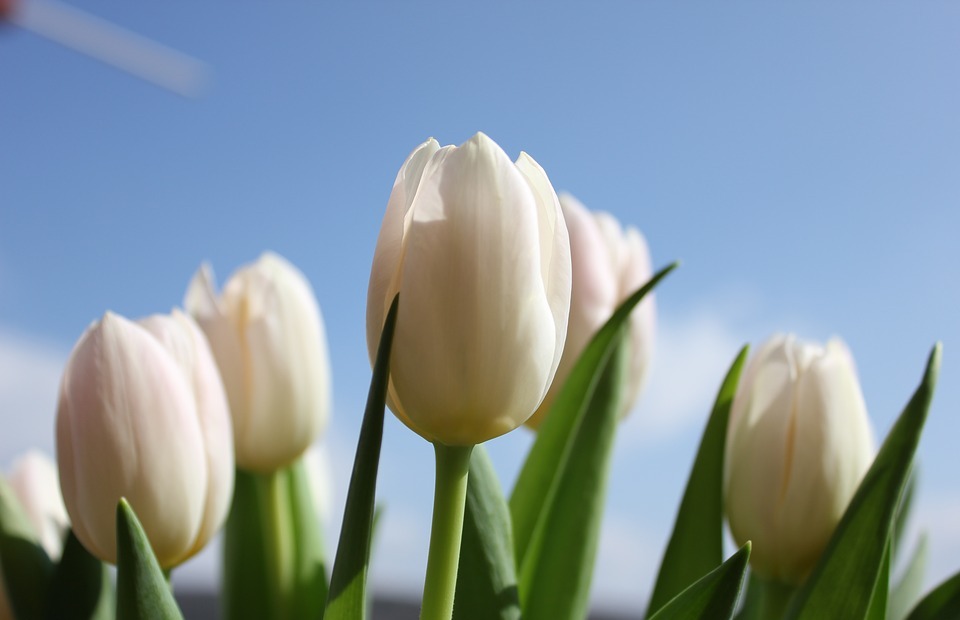 tulips, flower, heaven