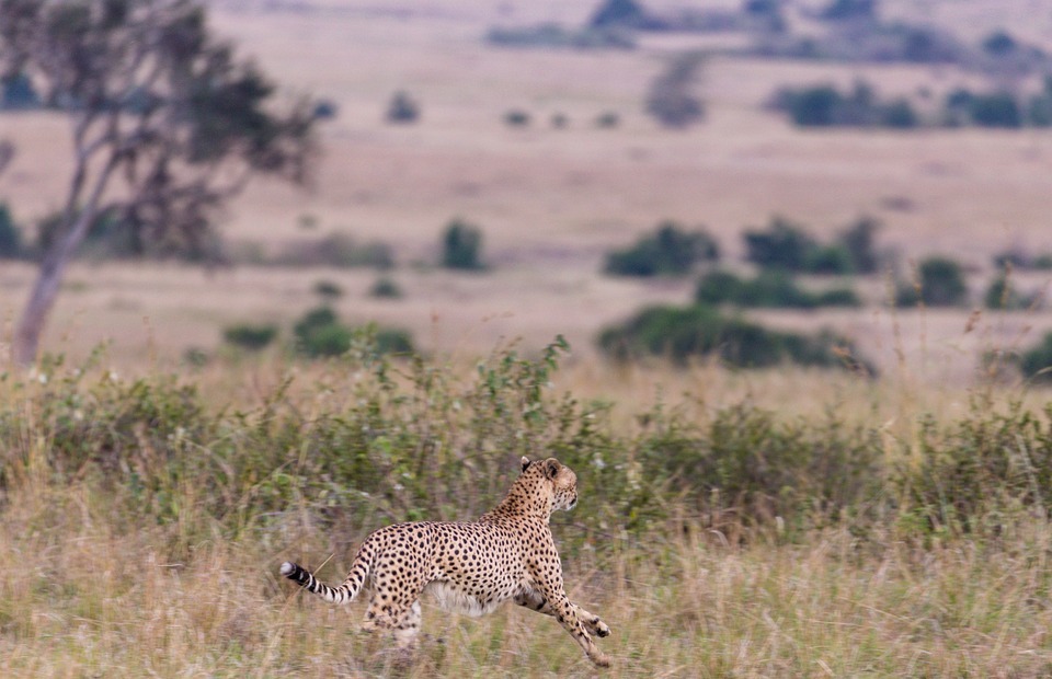 run, cheetah, animal