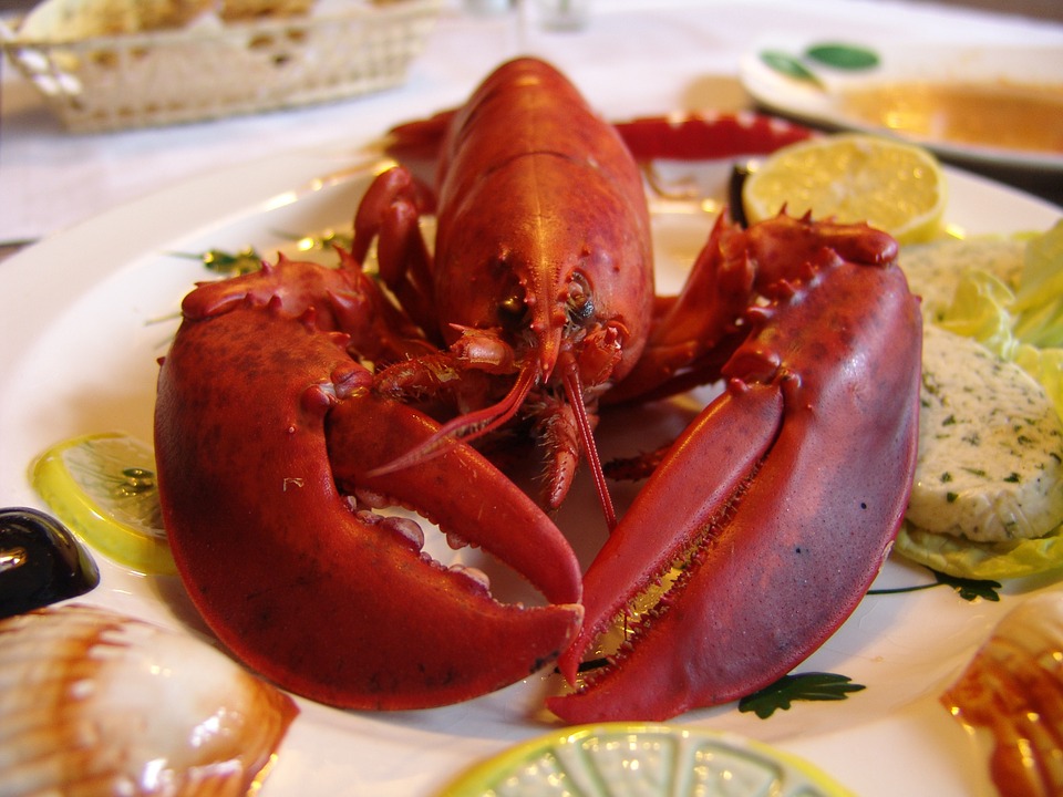 lobster, eat, gourmet