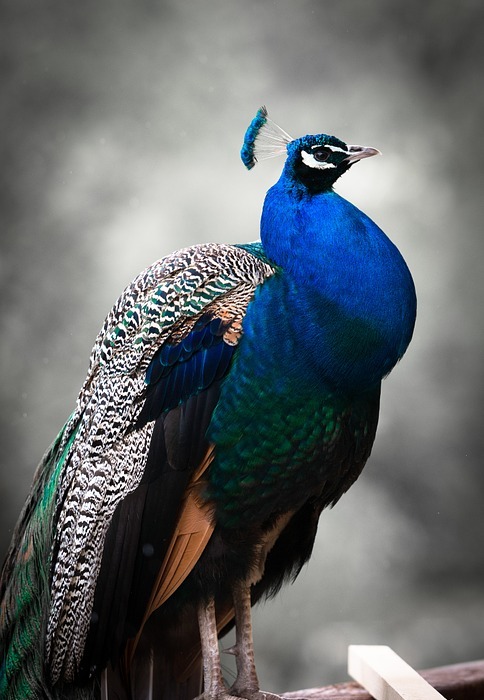 peafowl, peacock, bird