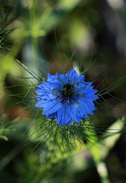 flower, spring flowers, blue flower