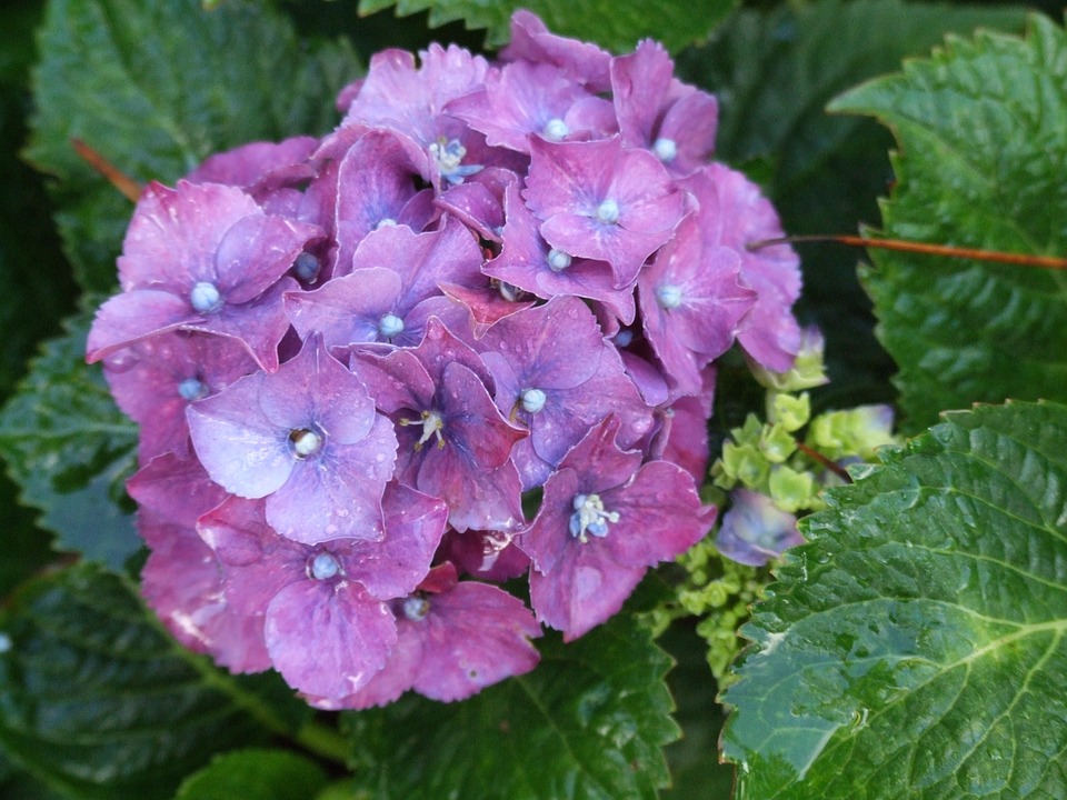 hydrangea, flower, closeup