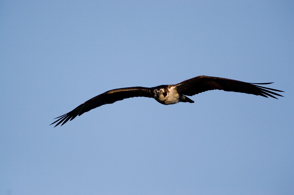 osprey, bird, flying