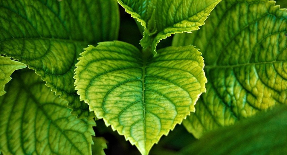 hydrangea, leaves, plant