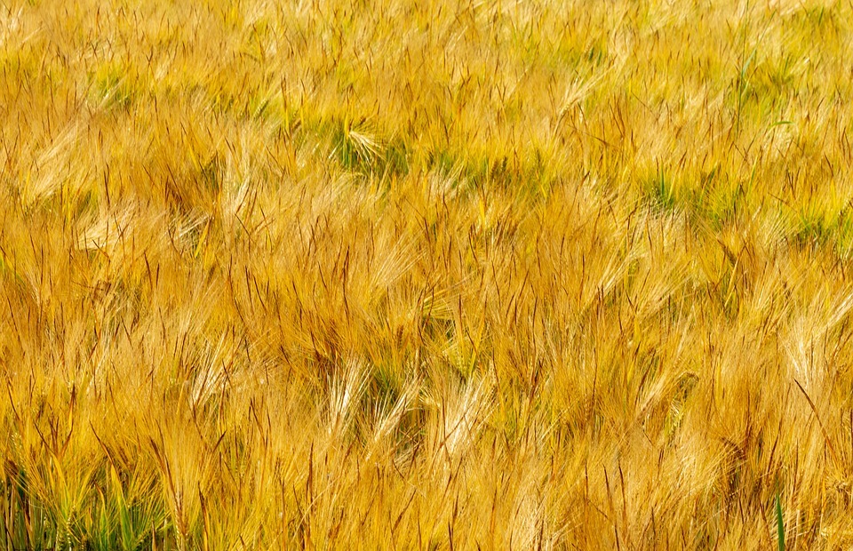 fields, barley, thanksgiving