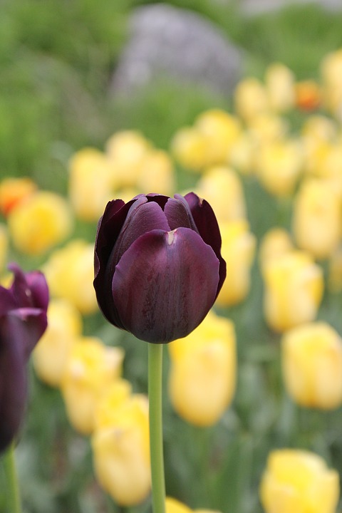 tulip, maroon tulip, flower