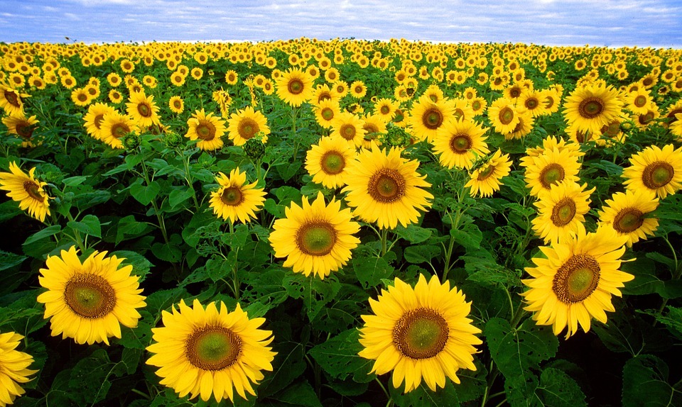 sunflower, sunflower field, flora
