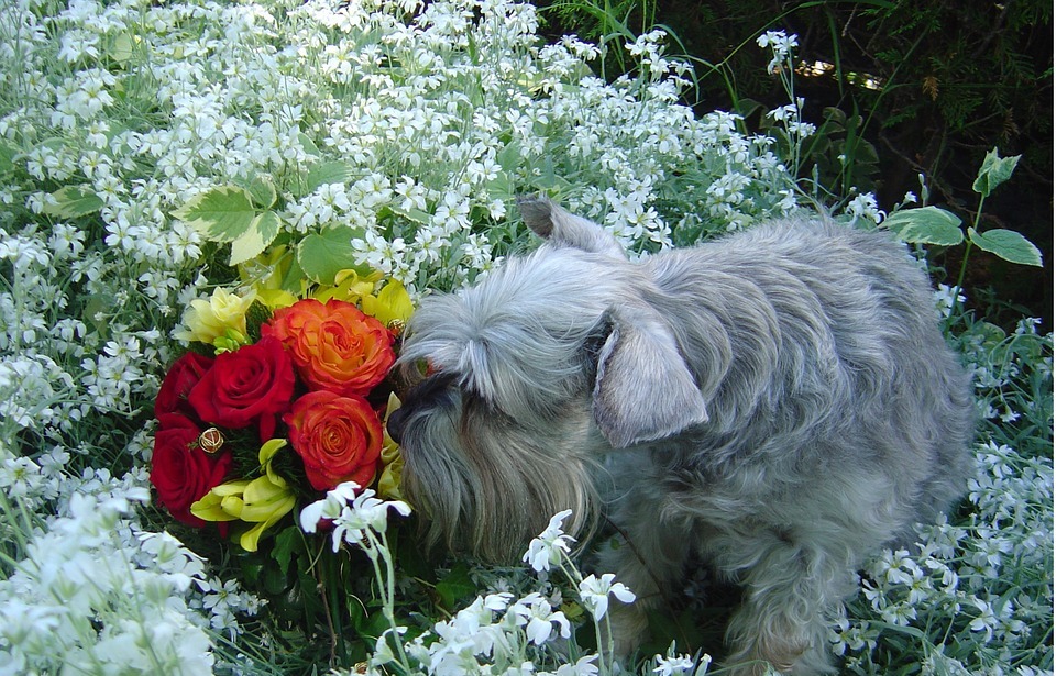 schnauzer smelling the flowers, dog in the garden, dog smelling flowers
