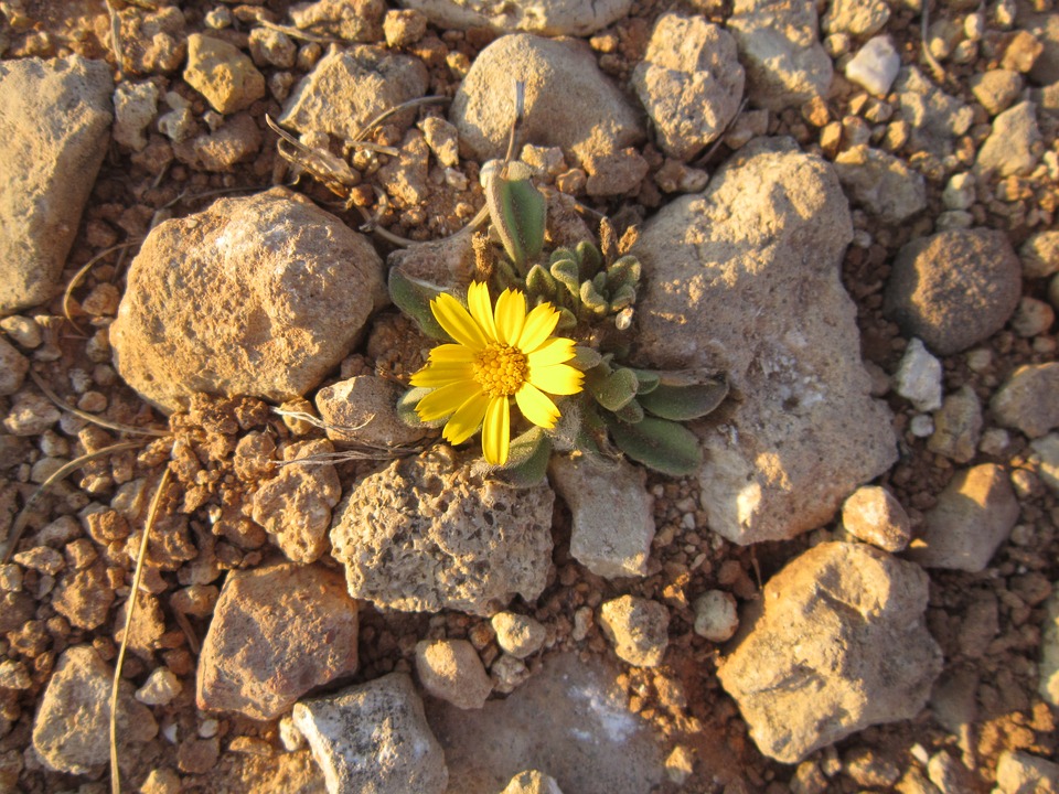 yellow flower, small, lonely