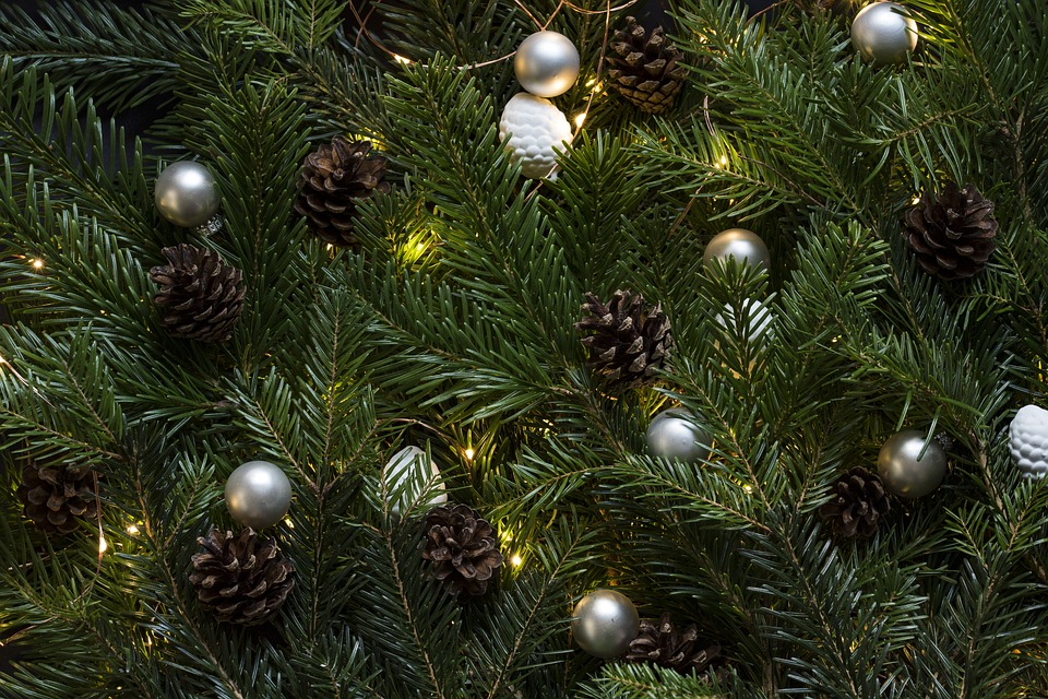 pinetree, christmas tree, pinecones