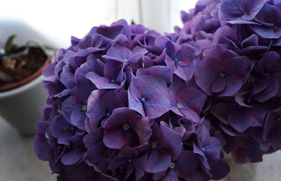 hydrangea, purple, flower