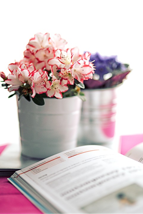 azalea, white pot, book