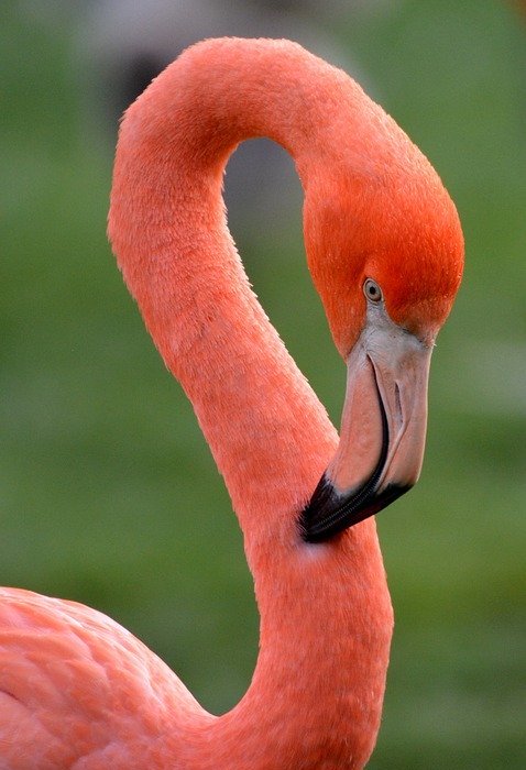 flamingo, bird, animal